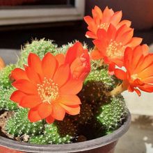 Foto de un cactus que se está identificando actualmente