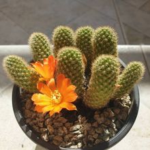 Una foto de Rebutia fabrisii