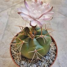 Una foto de Gymnocalycium eurypleurum