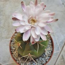 Una foto de Gymnocalycium eurypleurum