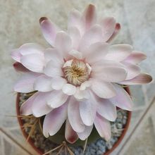 Una foto de Gymnocalycium eurypleurum