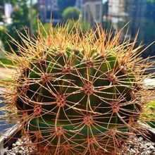 Photo of a cactus currently being identified