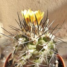 Una foto de Copiapoa humilis
