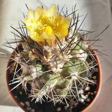 Una foto de Copiapoa humilis