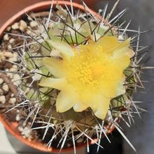 Una foto de Copiapoa humilis