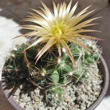 Una foto de Escobaria missouriensis