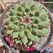 Foto de un cactus que se está identificando actualmente