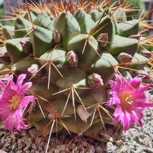 Foto de un cactus que se está identificando actualmente