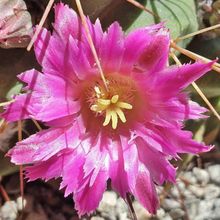 Foto de un cactus que se está identificando actualmente