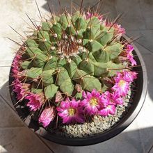 Foto de un cactus que se está identificando actualmente