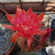 Una foto de Echinopsis schieliana