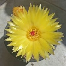 Foto de un cactus que se está identificando actualmente