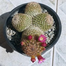 A photo of Mammillaria matudae
