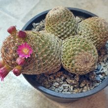 A photo of Mammillaria matudae