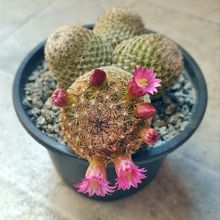 A photo of Mammillaria matudae