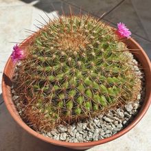 Una foto de Mammillaria cv. ginsa-maru
