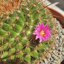 Una foto de Mammillaria cv. ginsa-maru