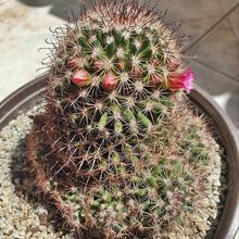 A photo of Mammillaria duoformis