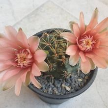 Photo of a cactus currently being identified