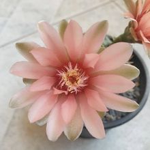Photo of a cactus currently being identified