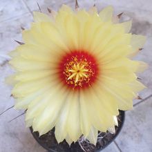 Una foto de Astrophytum capricorne