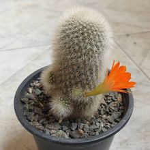 Una foto de Rebutia muscula
