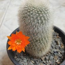 Una foto de Rebutia muscula