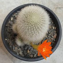 Una foto de Rebutia muscula