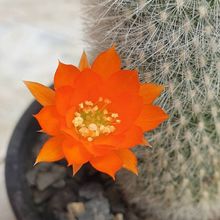 Una foto de Rebutia muscula