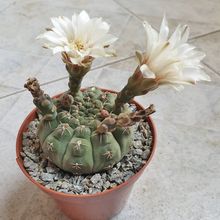 Una foto de Gymnocalycium quehlianum