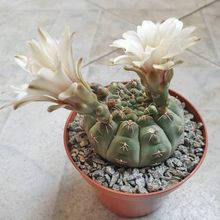 Una foto de Gymnocalycium quehlianum