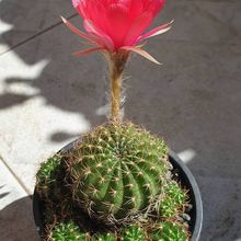 A photo of Echinopsis ancistrophora
