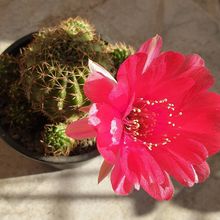 A photo of Echinopsis ancistrophora