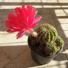 A photo of Echinopsis ancistrophora