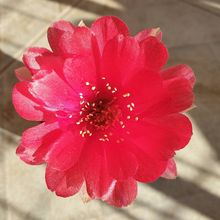 A photo of Echinopsis ancistrophora