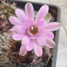 Una foto de Gymnocalycium anisitsii ssp. damsii