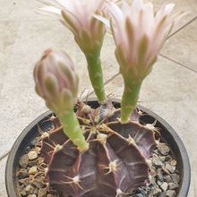 A photo of Gymnocalycium mihanovichii