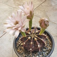 A photo of Gymnocalycium mihanovichii