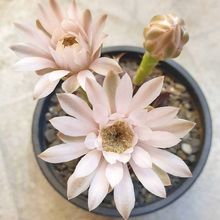 A photo of Gymnocalycium mihanovichii