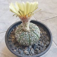 Una foto de Astrophytum asterias cv. superkabuto