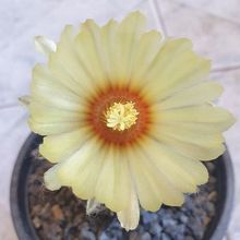 Una foto de Astrophytum asterias cv. superkabuto
