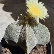 Una foto de Astrophytum myriostigma