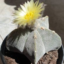 Una foto de Astrophytum myriostigma