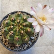 Foto de un cactus que se está identificando actualmente