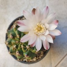 Foto de un cactus que se está identificando actualmente