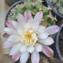 Foto de un cactus que se está identificando actualmente