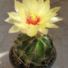 Una foto de Thelocactus setispinus
