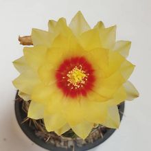 Una foto de Thelocactus setispinus