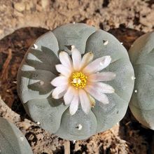 Una foto de Lophophora williamsii