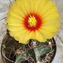 Una foto de Astrophytum capricorne